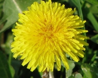 Najcieplejszy kwiecień na Wyspach, szykują się kolejne ciepłe dni