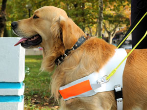 Muzułmanie wyganiają niewidomych z autobusów