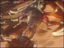 Kara dla właściciela po znalezieniu myszy w pizzerii