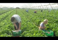 Liczna imigracja winą leniwych Brytyjczyków?