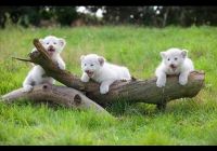 Urodziły się białe lwiątka