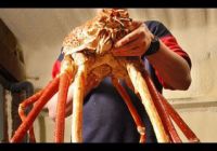 Gigantyczny krab w National Sea Life Centre