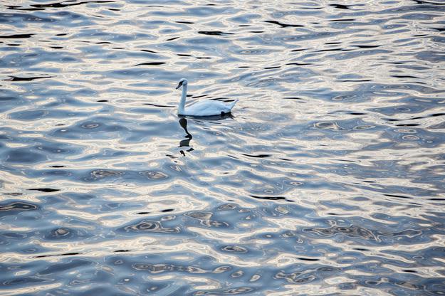 Upiekli łabędzia na grillu