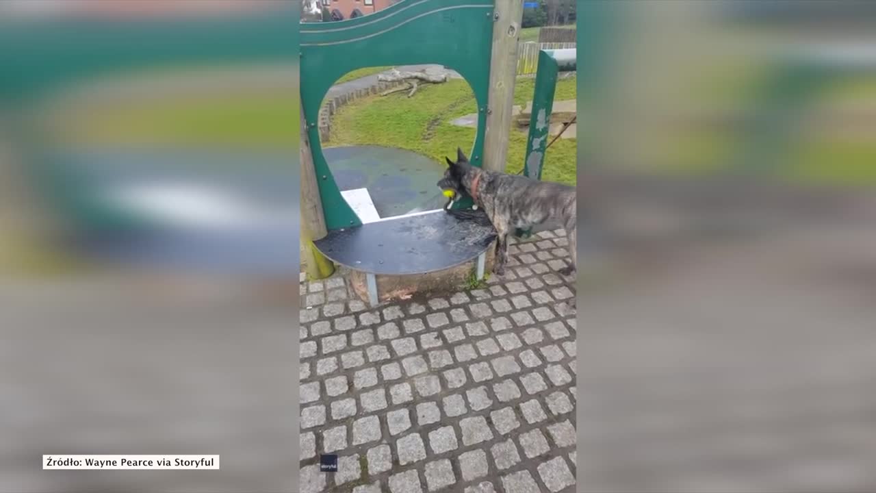 Sprytny pies z Walsall Wood wykorzystał zjeżdżalnię, by… bawić się sam