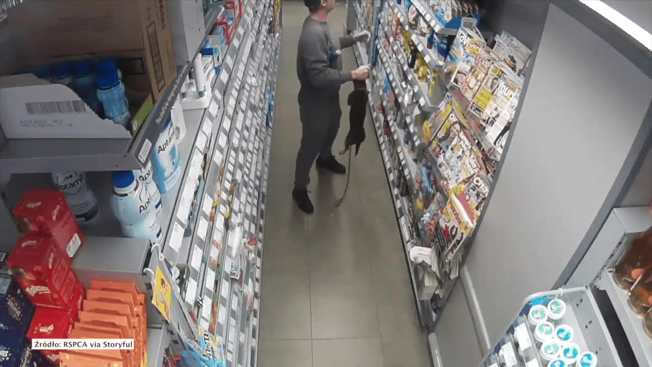 Chwycił jamnika za kark i nosił po sklepie. Właściciel poszukiwany przez brytyjskie towarzystwo ochrony zwierząt