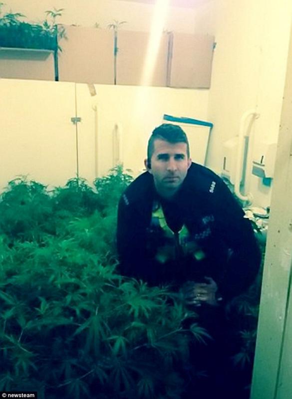 Plantacja marihuany w damskiej toalecie pubu w Tipton