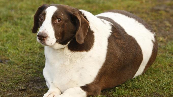Właściciele zwierząt z Midlands karmią czworonogów niezdrowym pożywieniem