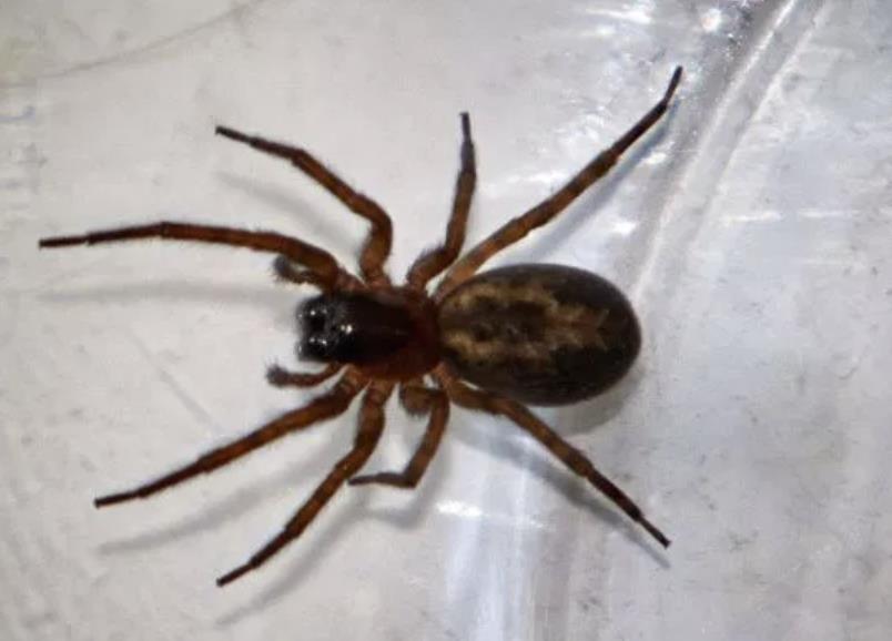 Kolejne szkoły zamknięte z powodu inwazji jadowitych pająków