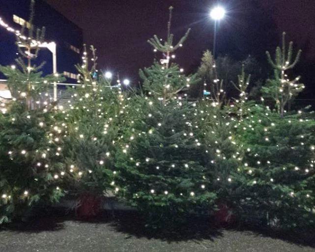 Ikea w Wednesbury oferuje w tym roku choinkę za 5 funtów