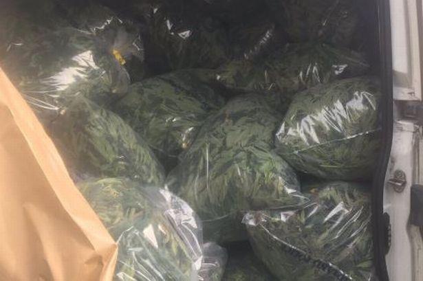 Policja zamknęła 2 plantacje marihuany i przejęła rośliny o wartości 2,4 miliona funtów