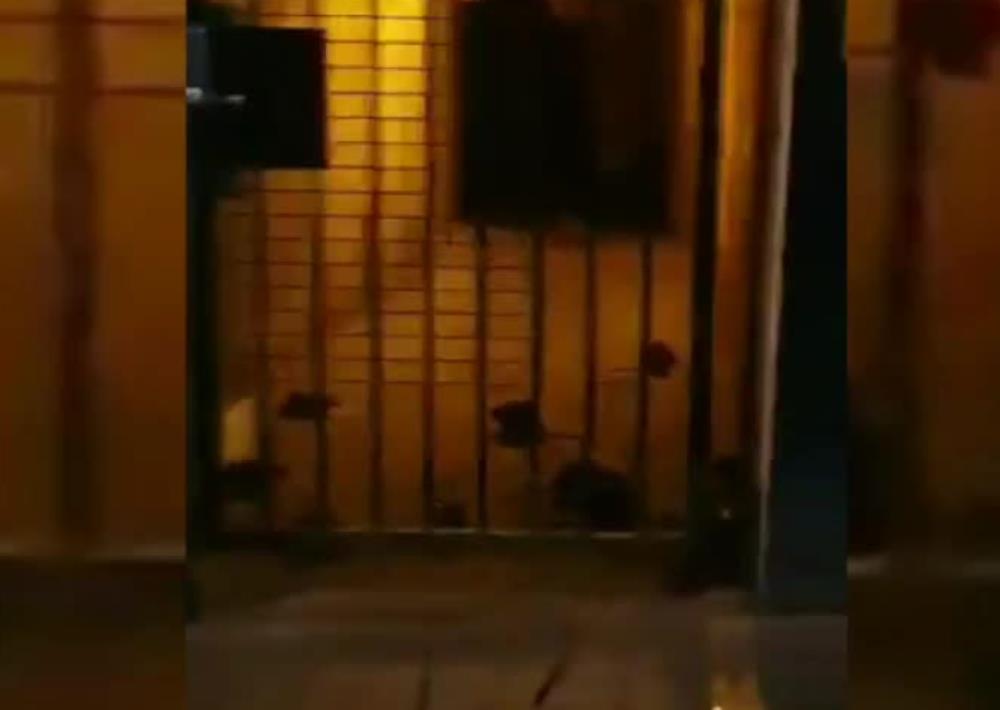 Gromada szczurów na ulicach Newcastle. Grasowały koło restauracji