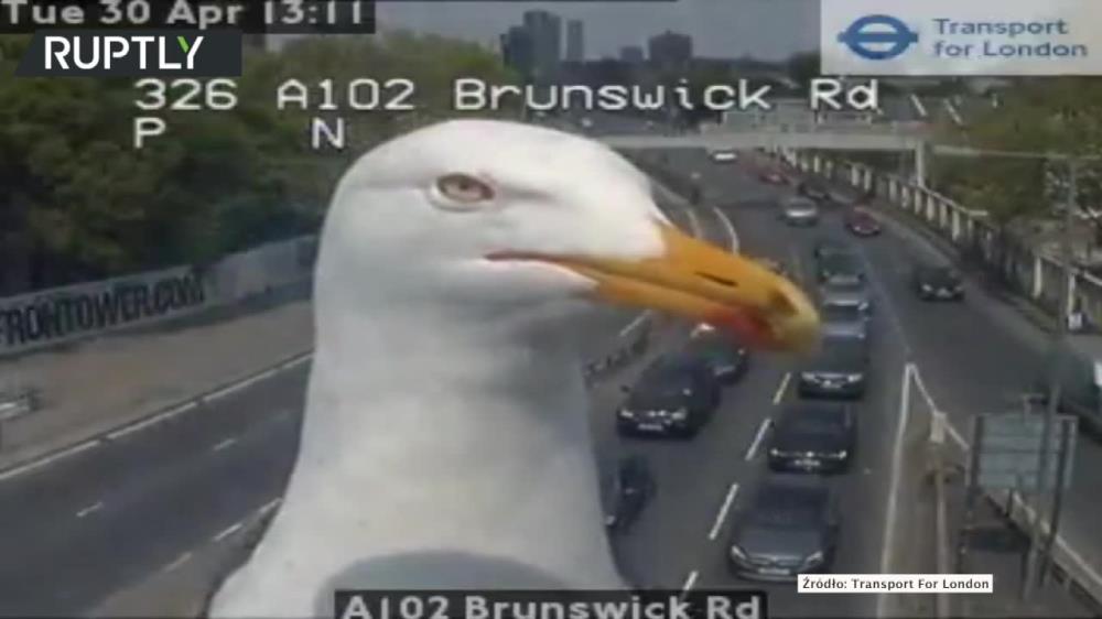 Pojawiła się w obiektywie kamery. Nagranie stało się hitem