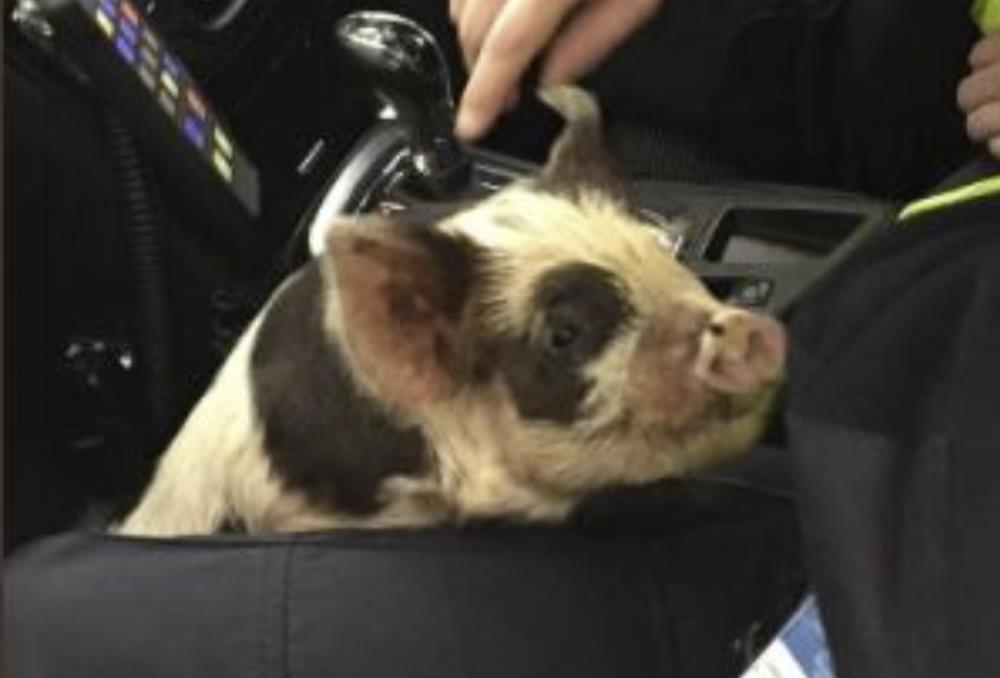 Policja z Coventry uratowała ….prosiaczka, który chodził po ruchliwej drodze