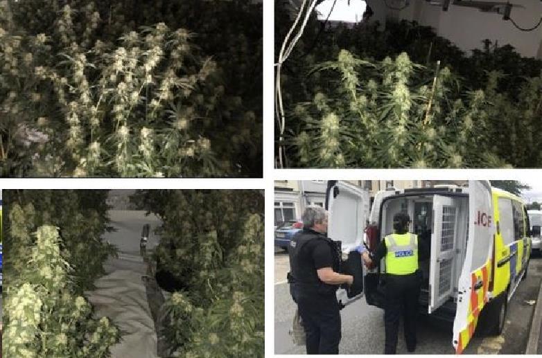 Policja zlikwidowała plantację marihuany w Tipton