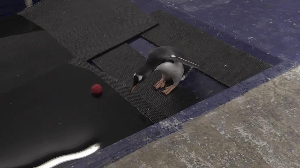 W Sea Life w Birmingham 3-miesięczne pingwiny uczą się… pływać