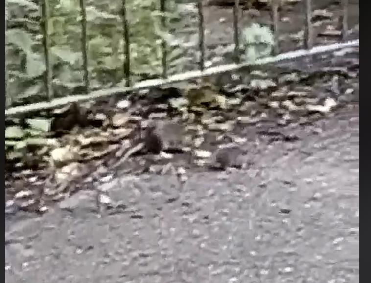 Plaga szczurów w parku Walsall Arboretum