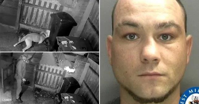 Szczuł kota psem, by ten zagryzł go na śmierć, bo...był pijany. Teraz trafi za kratki