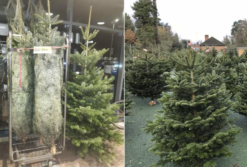 Choinki już za 9 funtów. Zobacz, gdzie najtajniej kupisz świąteczne drzewko