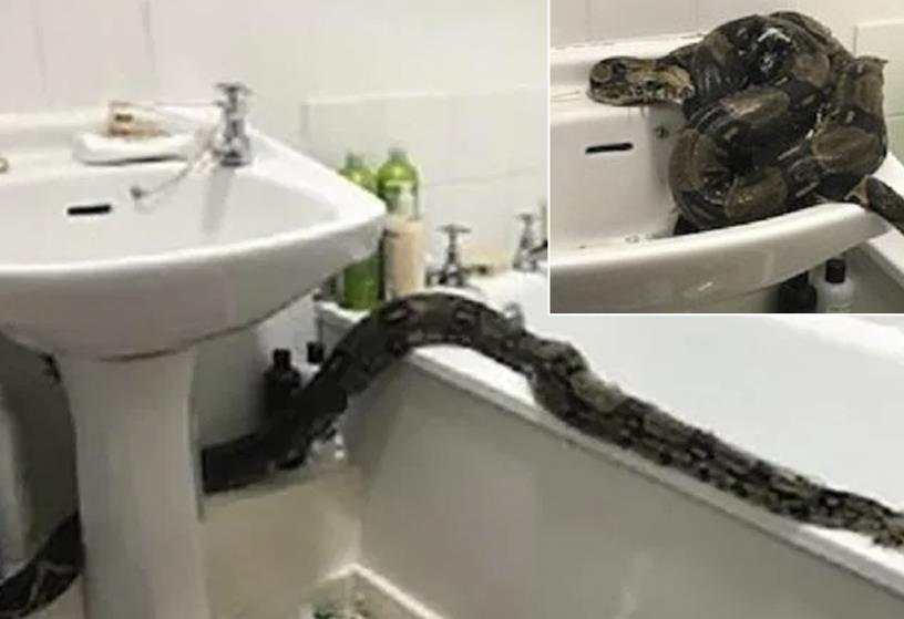 Kobieta znalazła w łazience ogromnego boa dusiciela. Mógł czaić się w mieszkaniu przez sześć miesięcy