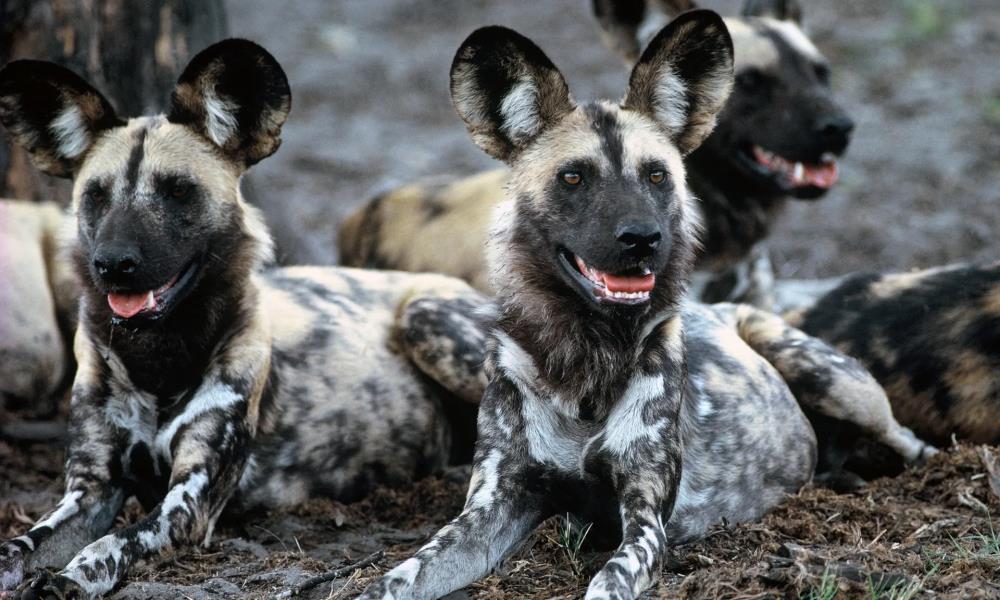 Horror w West Midland Safari Park, dzikie psy uciekły podczas sztormu i zagryzły 16 zwierząt