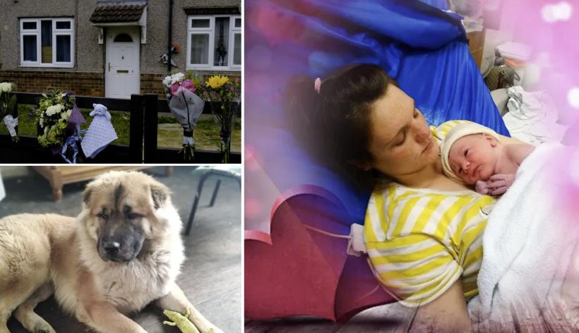 Pies zaatakował 12-dniowego noworodka, dziecko zmarło