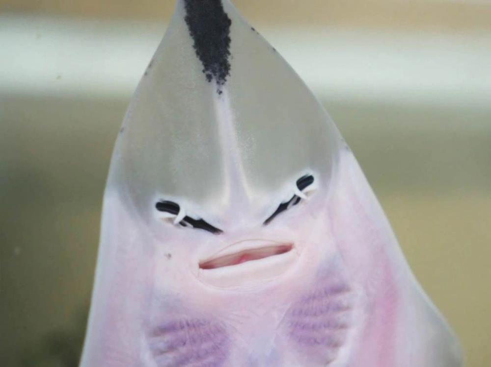 6 rzadkich i zagrożonych ryb-gitar przyszło na świat w Sea Life w Birmingham