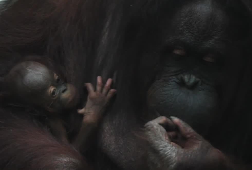Niespodzianka w brytyjskim zoo. Samica orangutana urodziła dziecko pomimo negatywnych testów ciążowych
