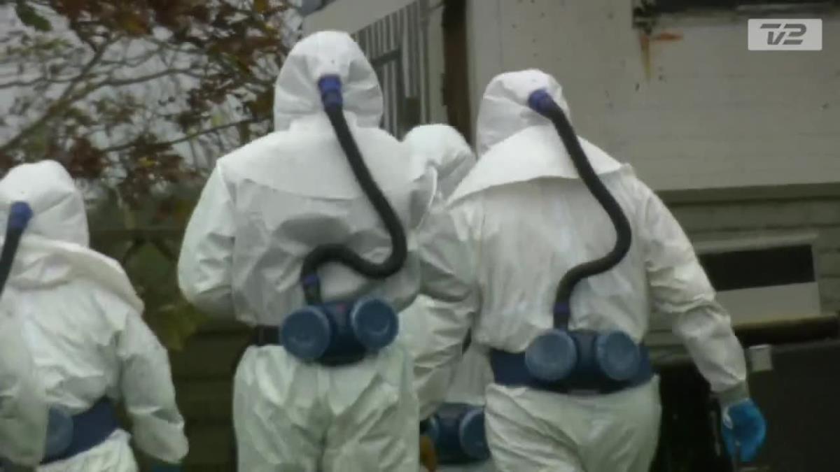 Dania zamyka cały region i wybije 17 milionów norek. Zmutowany szczep koronawirusa może zagrozić skuteczności szczepionki