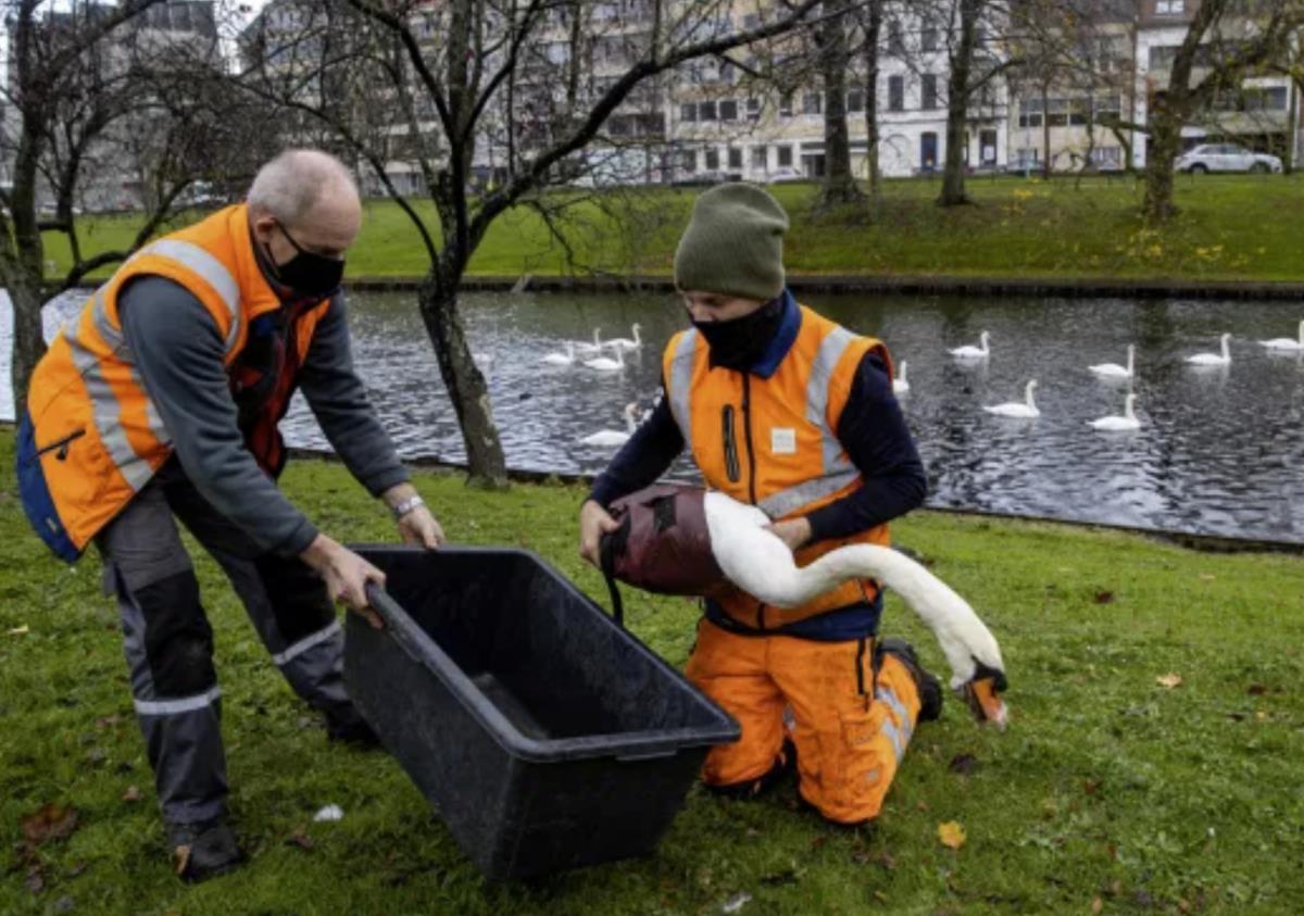 Ptasia grypa w Wielkiej Brytanii. Zaobserwowano nagły wzrost liczby zgonów łabędzi