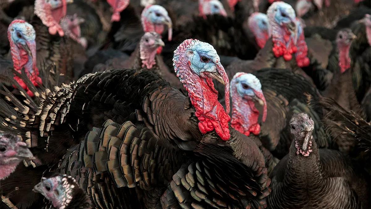 Pilne: Wirus ptasiej grypy na fermie w UK. Trwa ubój 10 tysięcy indyków