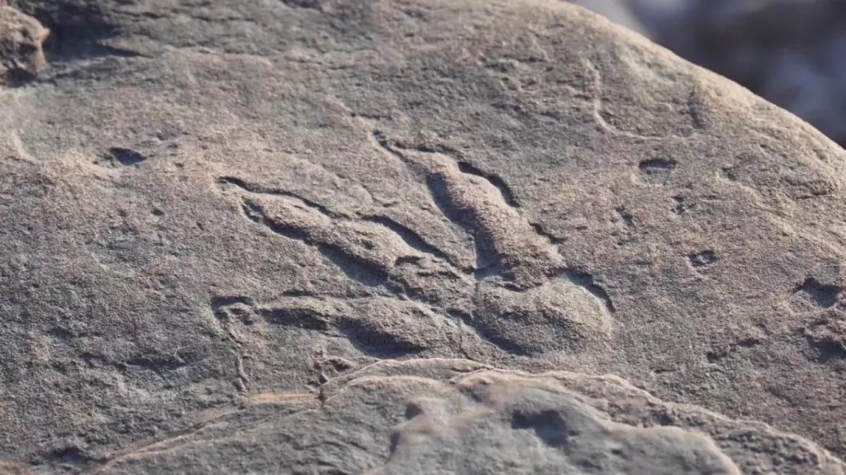 Czterolatka znalazła na plaży w Walii odcisk stopy dinozaura sprzed 220 milionów lat