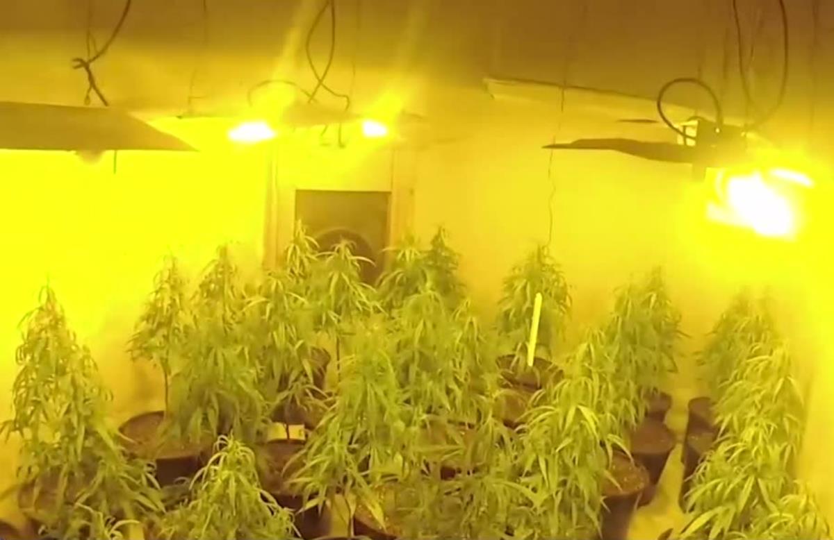 Cztery piętra z krzakami marihuany w domu w Wielkiej Brytanii. Dwaj mężczyźni zatrzymani na gorącym uczynku
