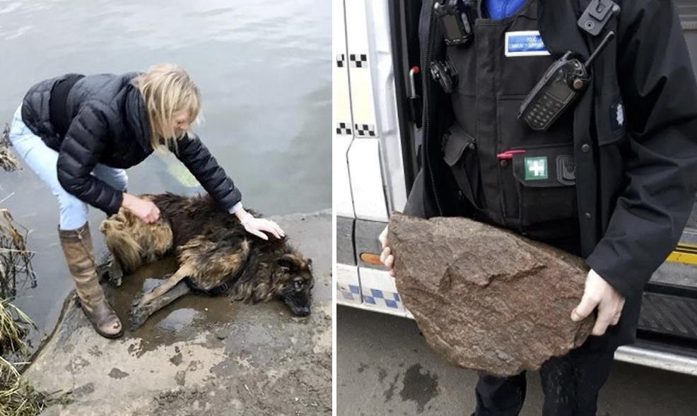 Kobieta ukarana grzywną 80 funtów za przywiązanie psa do kamienia i wrzucenie do rzeki