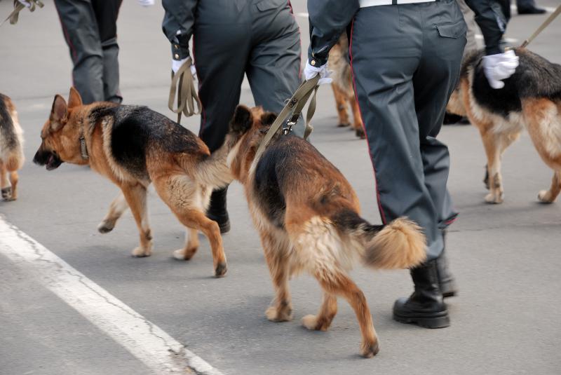 Policyjny pies pogryzł chłopca