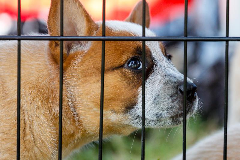 W 2014 roku najwięcej zgłoszeń o nielegalnych walkach zwierząt pochodziło z West Midlands