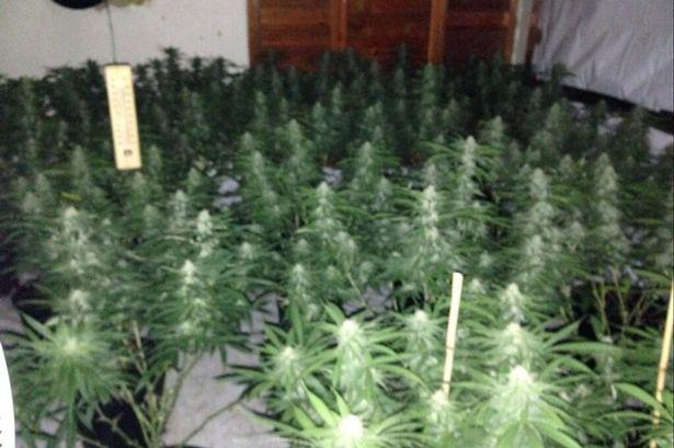 Plantacja marihuany w Birmingham