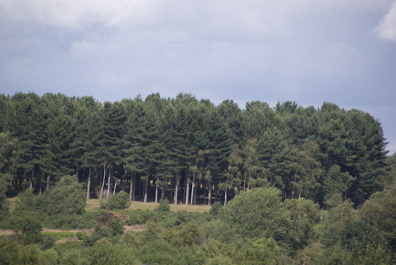 Ostrzeżenie przed możliwością zakażenia  E. coli  w Sutton Park