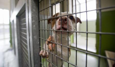 Ponad 1400 porzuconych i zagubionych psów w 2011 roku