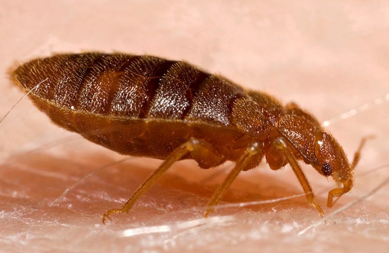 Pluskwy atakują Wielką Brytanię i coraz trudniej je wytępić