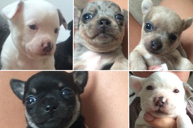 Skradzione szczeniaki zdechną bez matki