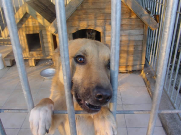 Tysiące zwierząt w schroniskach z powodu problemów finansowych ich właścicieli