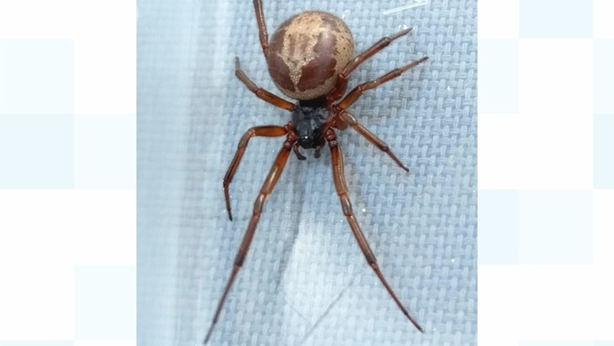 Najbardziej jadowity pająk w Wielkiej Brytanii znaleziony w jednym z domów w Smethwick