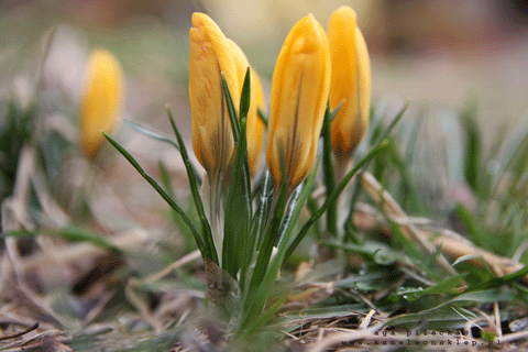 Pierwszy Dzień Wiosny