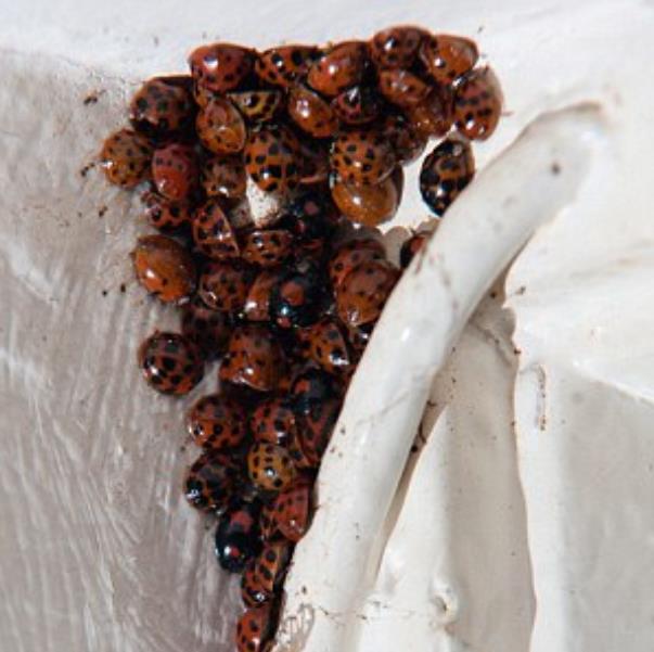 Inwazja biedronek na Wielką Brytanię