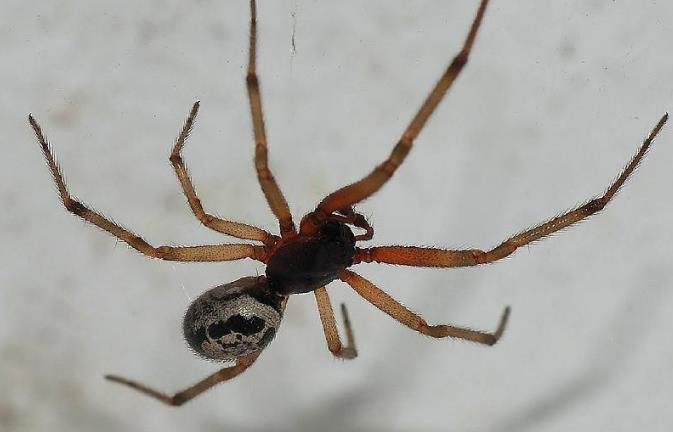 60-letnia Brytyjka zmarła po ukąszeniu pająka