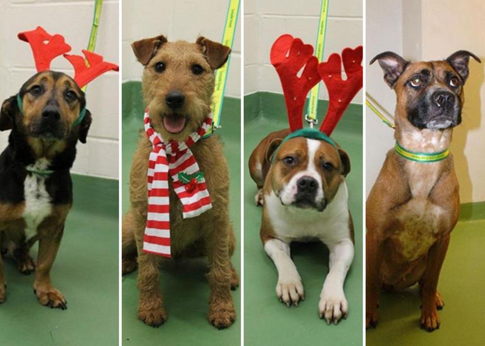 Psy ze schroniska w Birmingham poszukują nowego domu