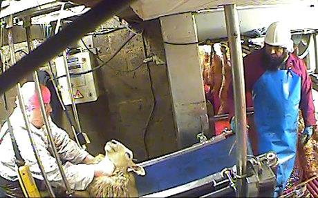 Video: Film pokazujący zabijanie owiec zgodnie z regułami halal