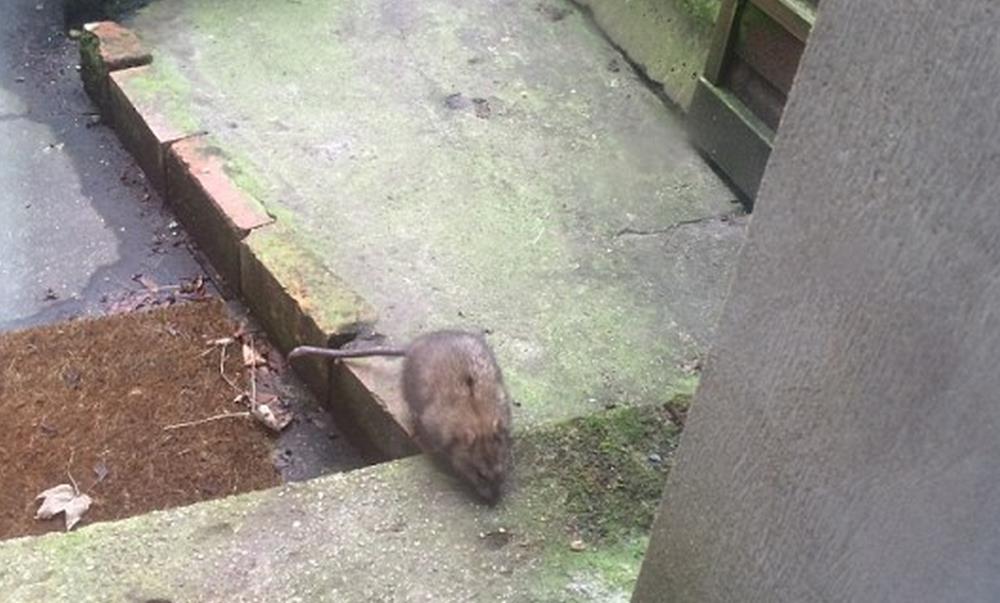 Zmutowane szczury wielkości kotów coraz większym problemem w Wielkiej Brytanii