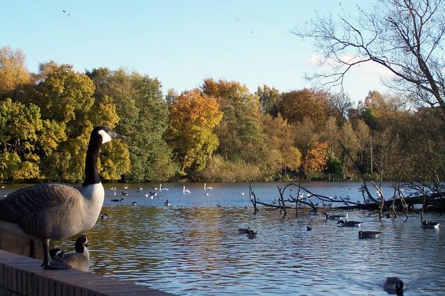 Ekolodzy zalecają, by nie karmić kaczek chlebem