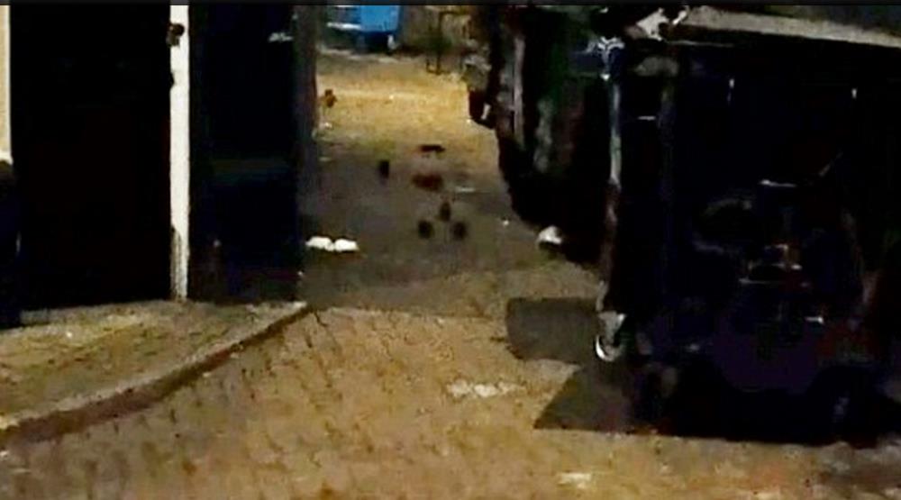 Zmutowane rude szczury przemieszczają się ze Szkocji do Anglii